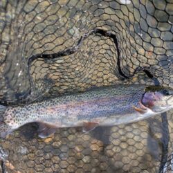 スプーンとミノーに好反応